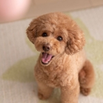 Toy poodle yavru (1)