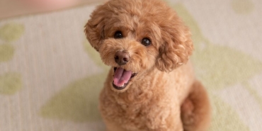 Toy poodle yavru (1)