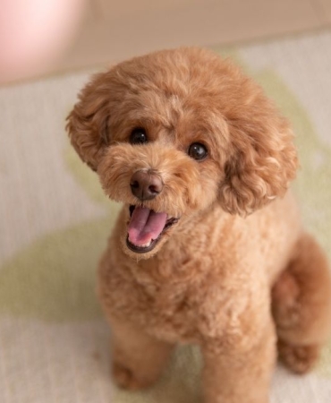 Toy poodle yavru (1)
