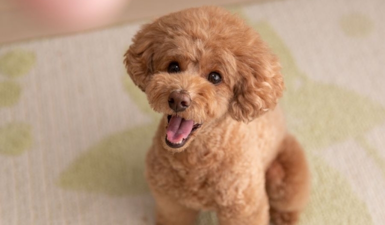 Şehir Yaşamına Uyumlu Sevimli Irklar Üzerine