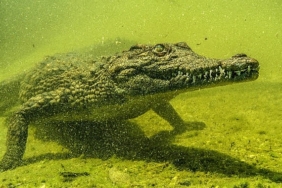 ‘Okavango’nun Vahşi Timsahları’,   4 Ekim Pazar Saat 20.00’de National Geographic WILD Ekranlarında!