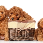 toy poodle (2)