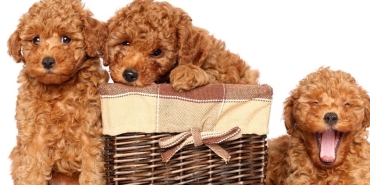 toy poodle (2)