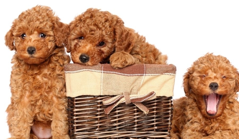 Saf Irkın ve Sevginin Adresi: Toy Poodle Yetiştiriciliği